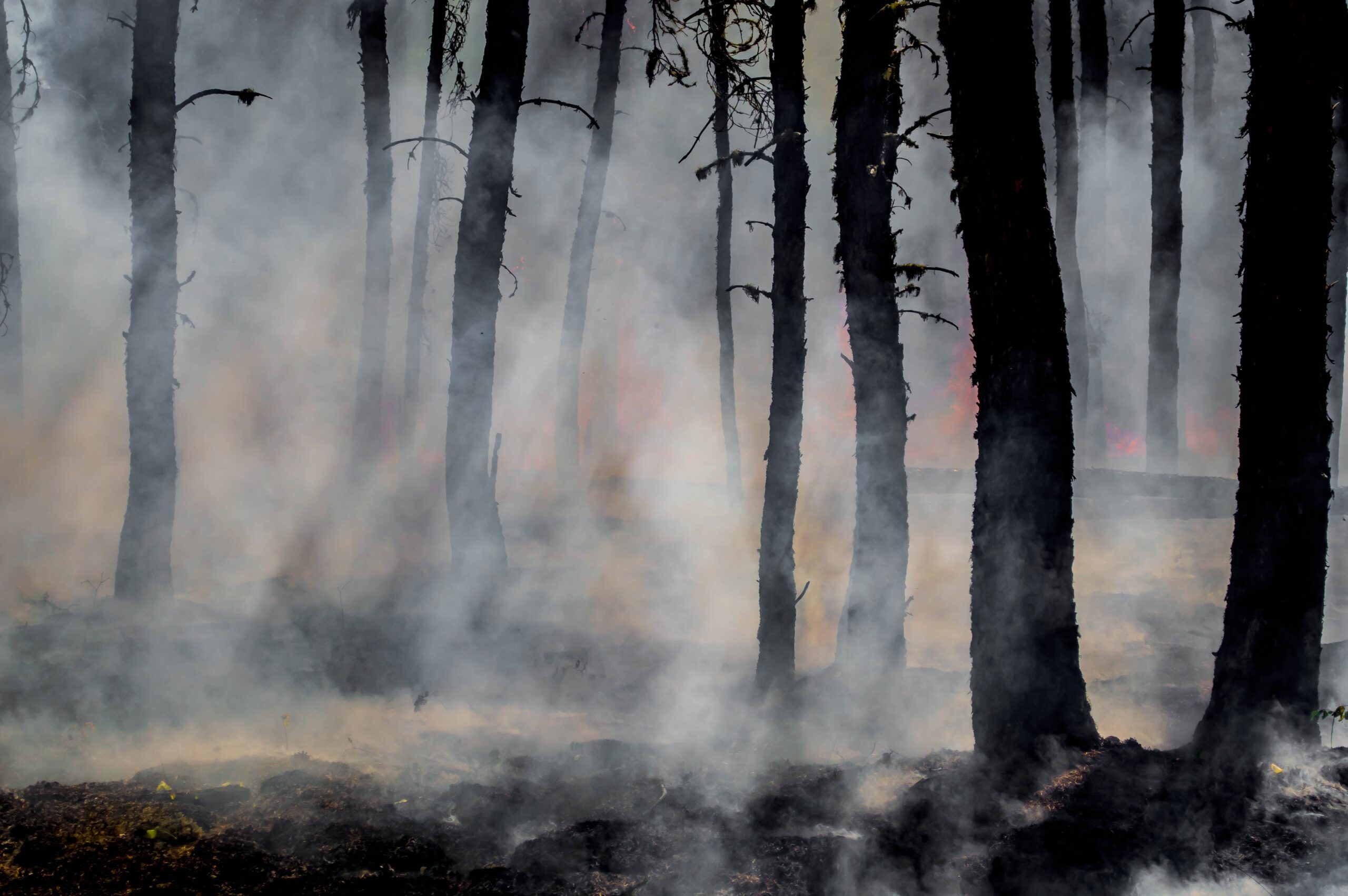 Did Climate Change Cause Canada’s Wildfires?