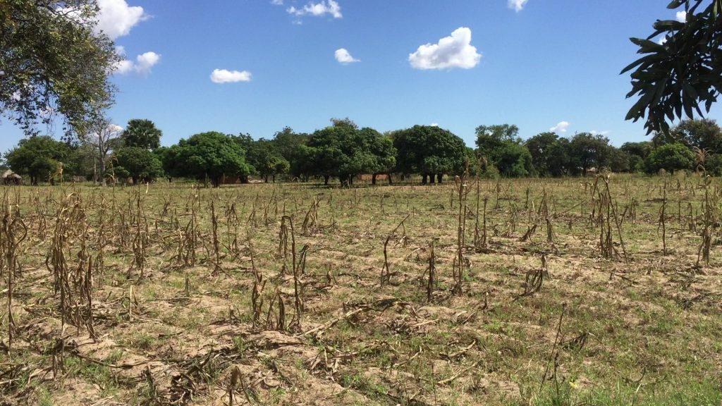 Crop failure, an all too common sight