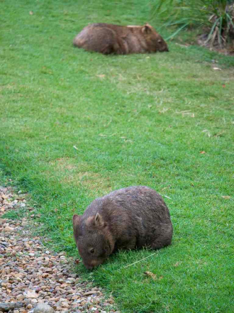 wombats at australia zoo