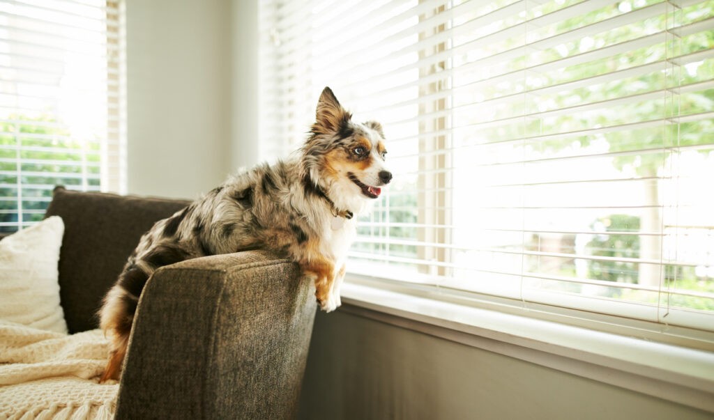 Choosing Blinds Based on Your Pet