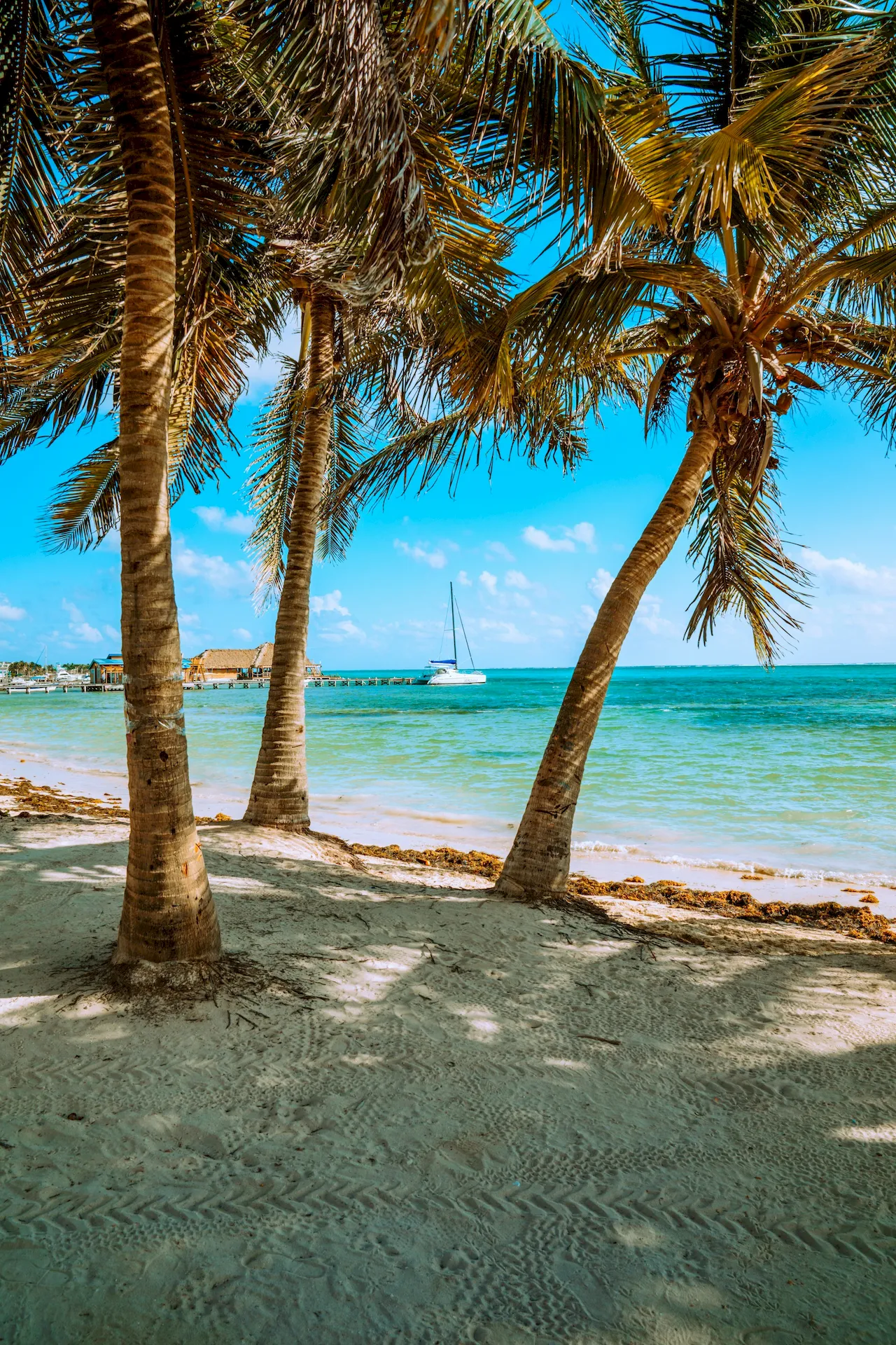 Three palm trees on a white sandy beach in Belize