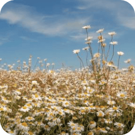 Restoring wildflowers