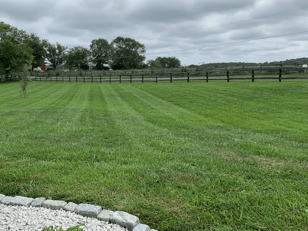 Freshly cut grass in 