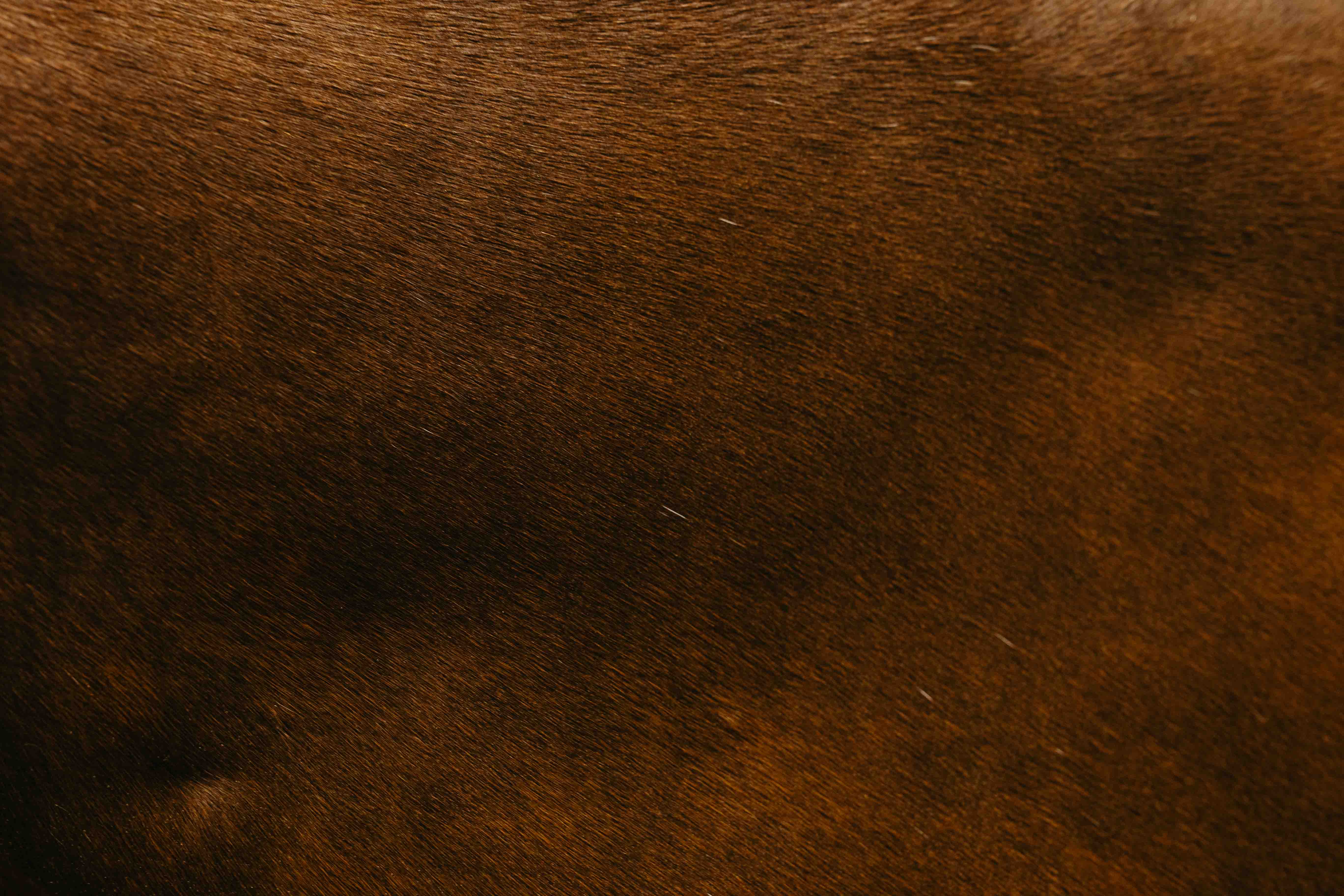 A macro image of a horses coat