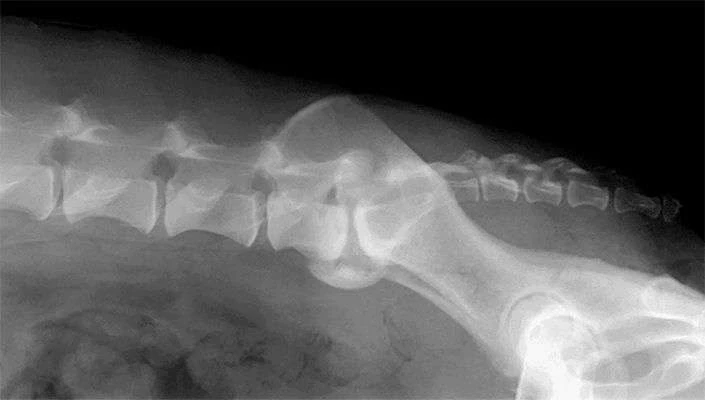 CT scan used in veterinary orthopedic surgery to plan a Lumbosacral Disease.