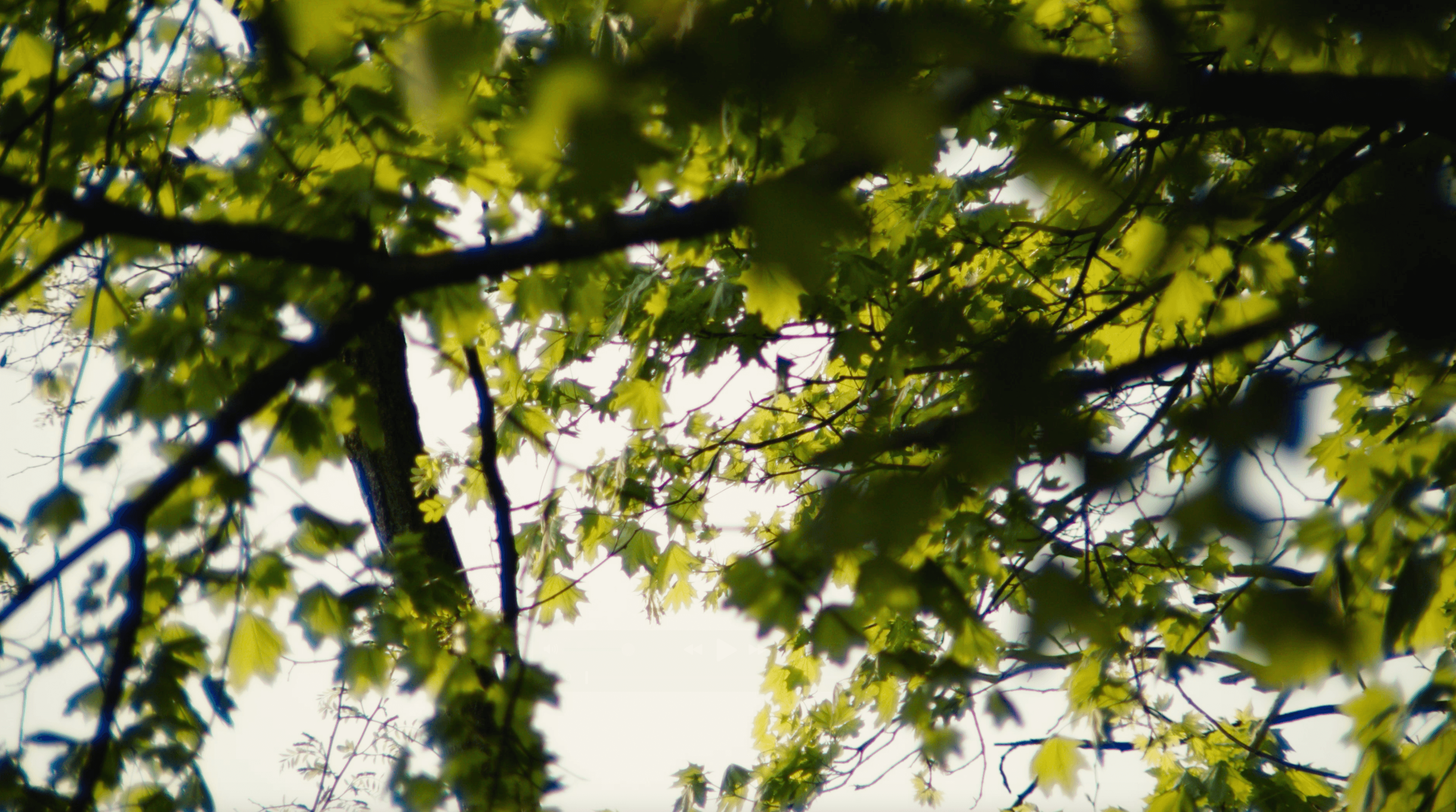 green leafs in a tree