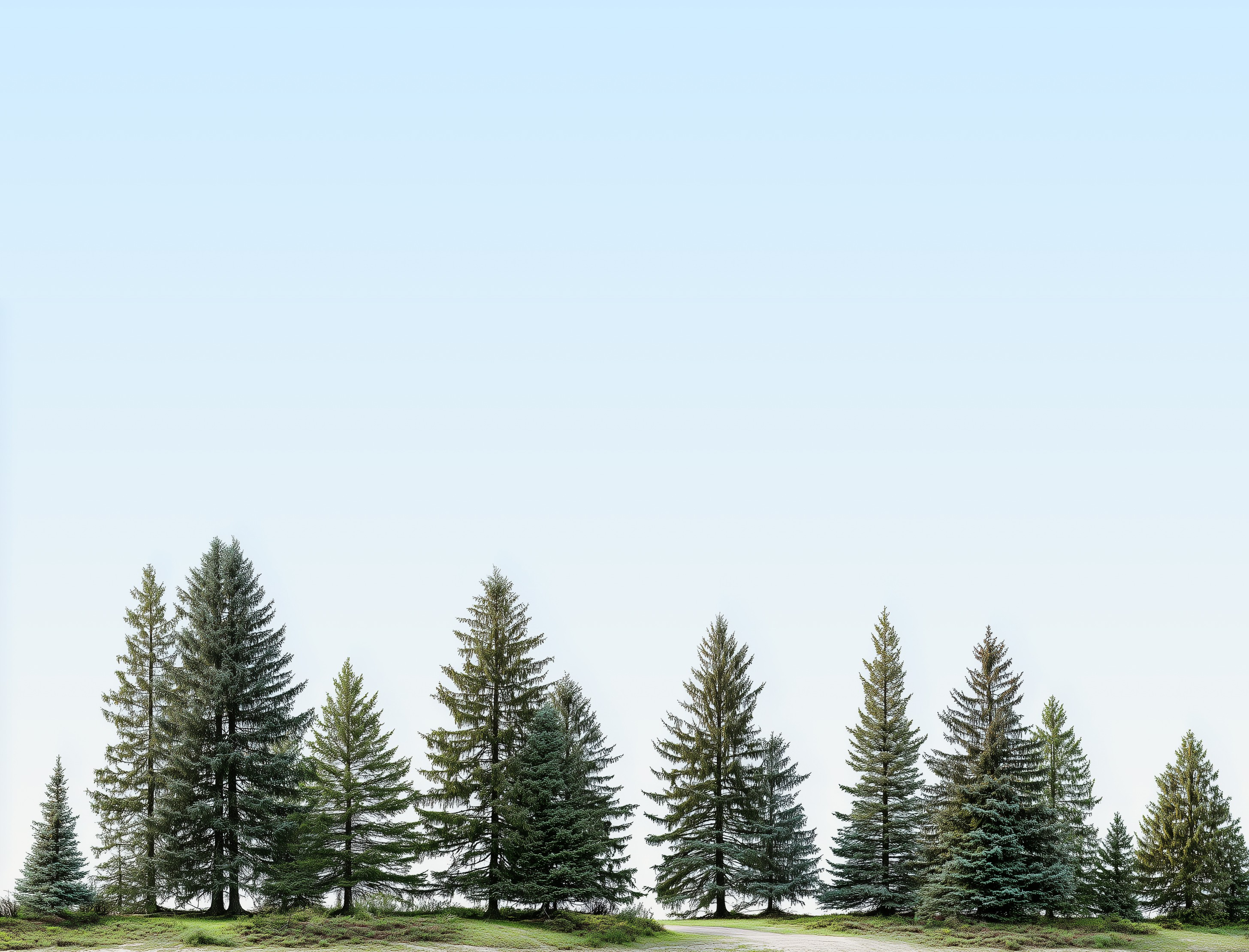 trail-between-pine-trees-beneath-a-clear-light-blue-sky