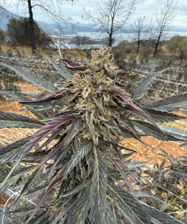 Biscotti ECCO Certified Exotic Cannabis Flower Noble Pacific