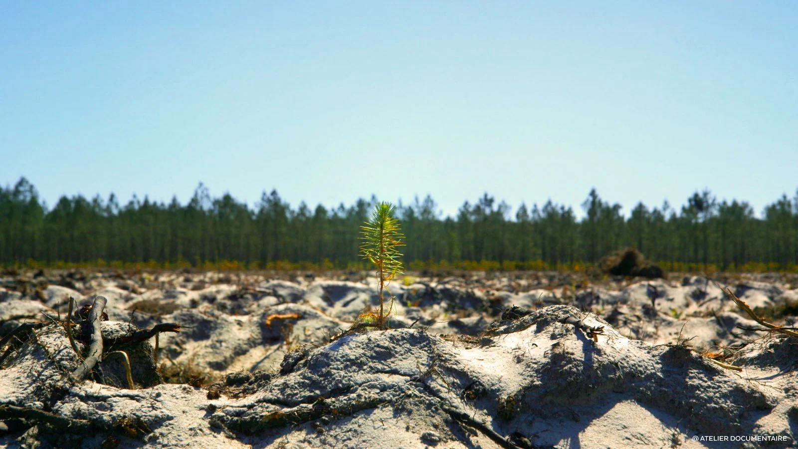 Image extraite du film Le Temps des Forêts de Fraçois-Xavier Drouet