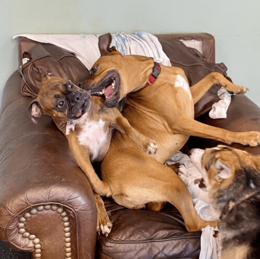 Blue Springs Cuddle Up Pup