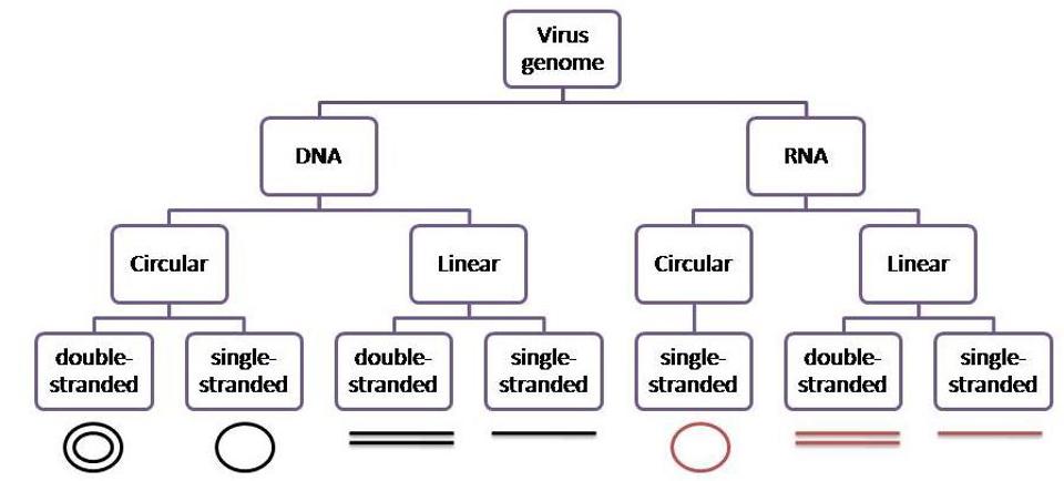 virus genome variations.