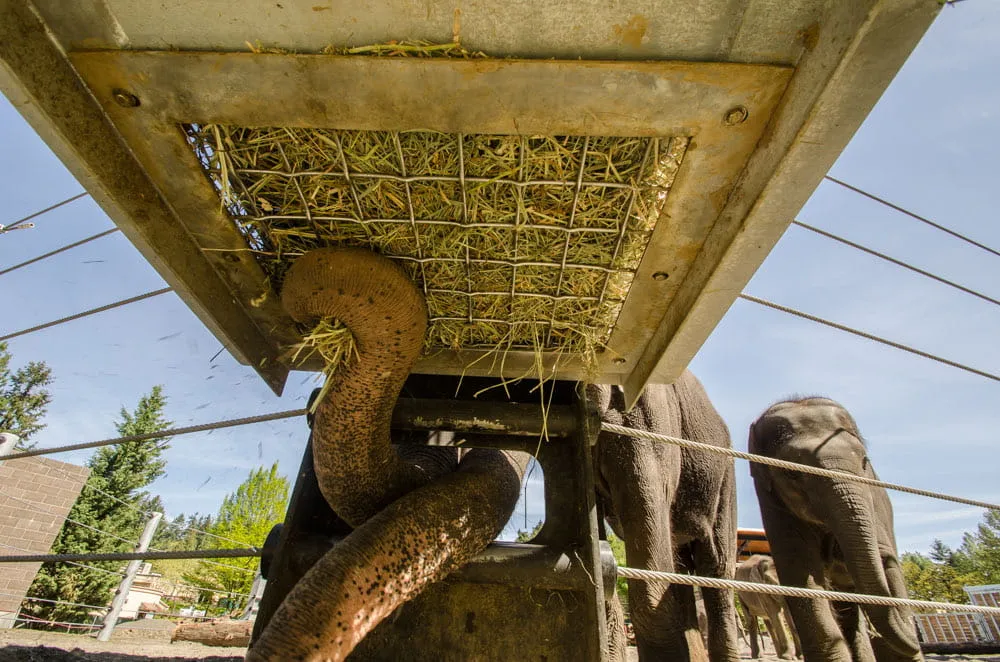 Stable grazer elphant Image 1