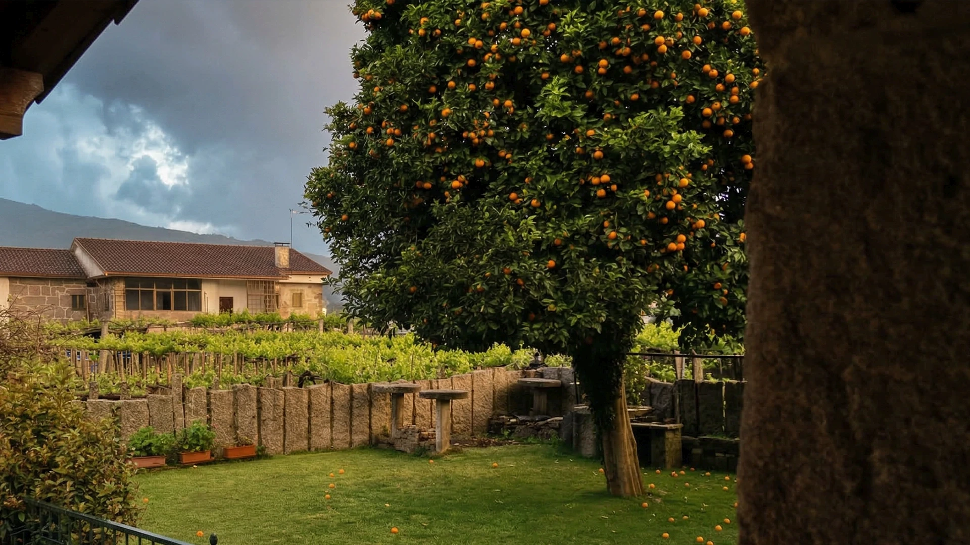 Jardín de Casa Cruceiro con naranjos - Espacios exteriores en la casa rural de Arbo