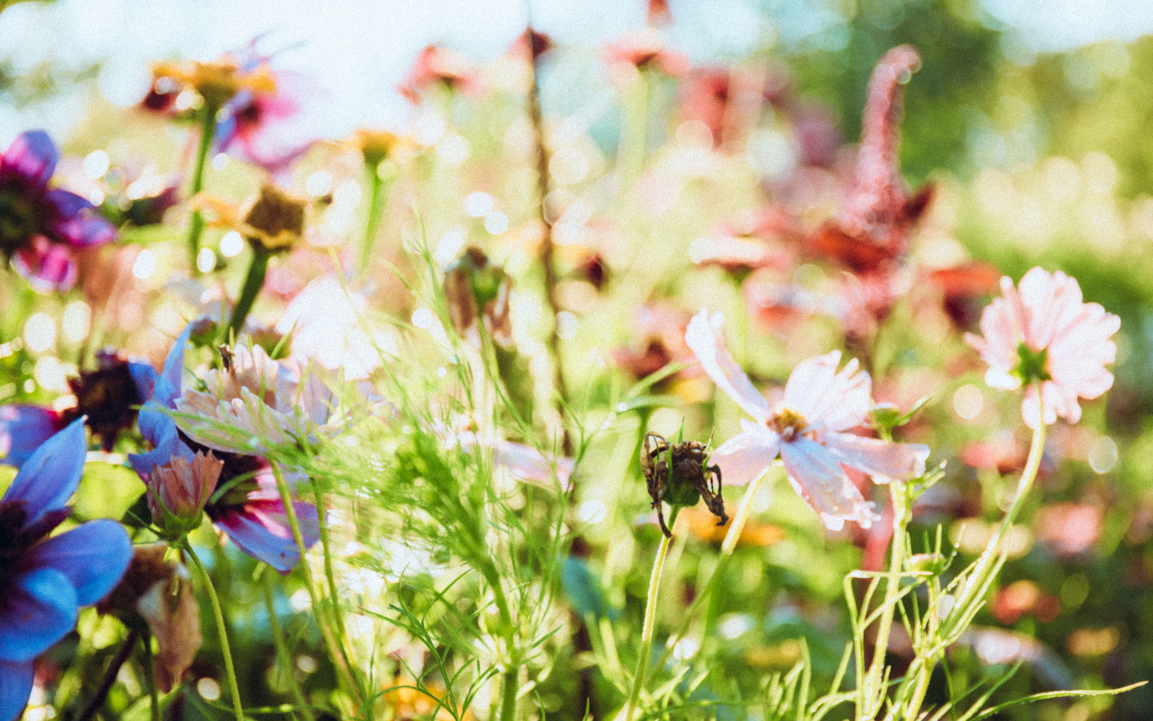 Michelberger Farm Garden