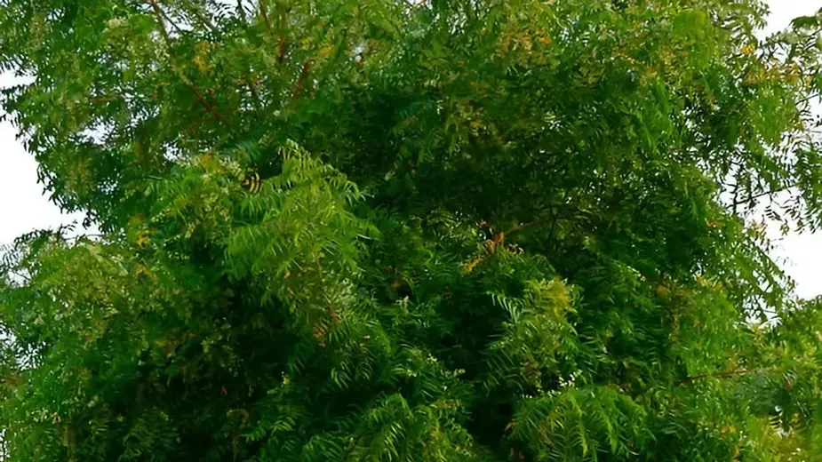 NeemTrees(Azadirachta indica).webp