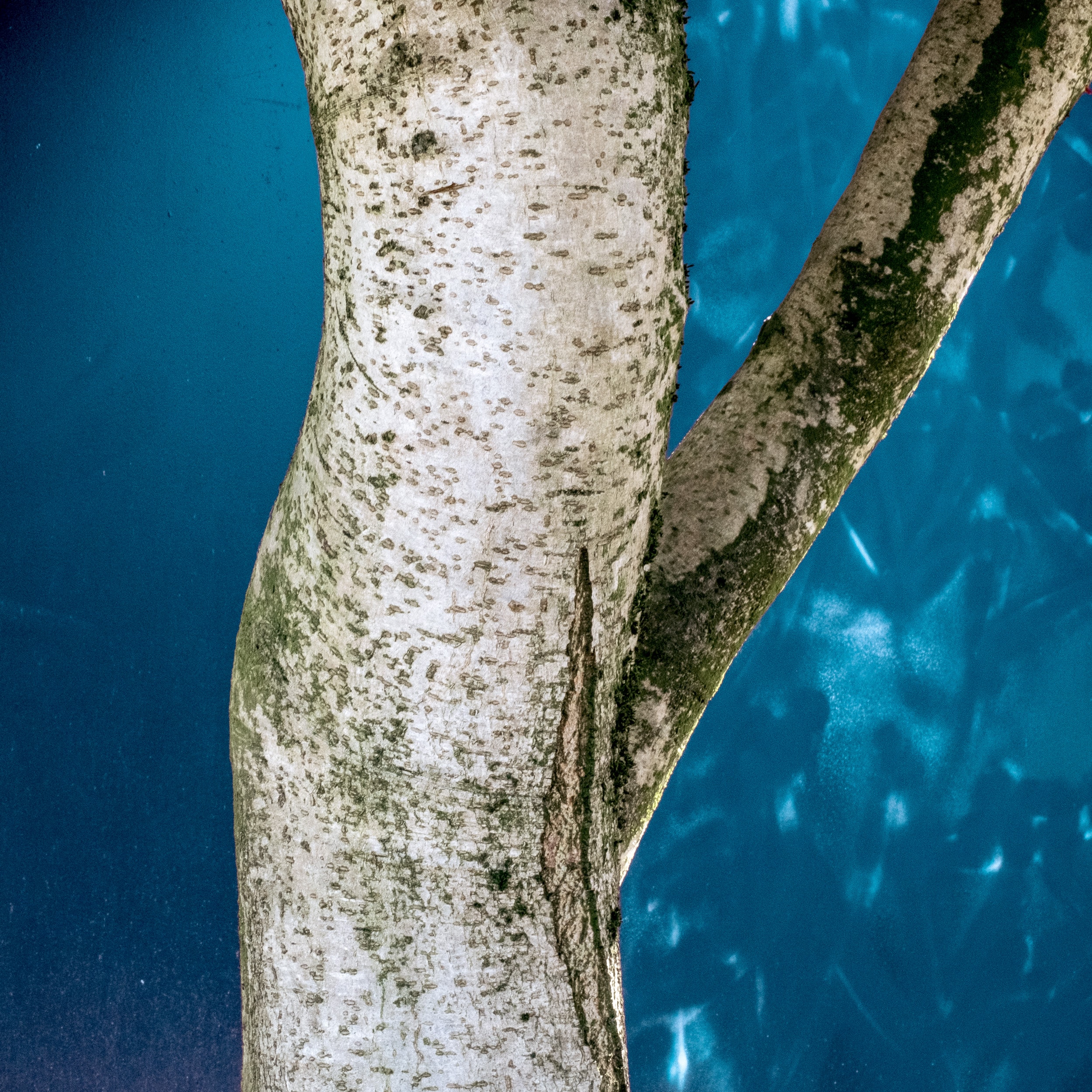 Close-up of a textured tree trunk against a blurred blue background, showcasing natural patterns and colors.
