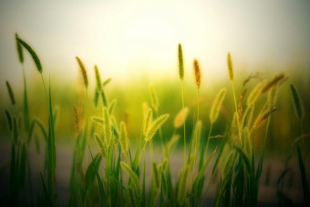 Image of grass