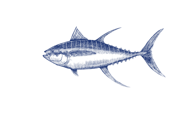 Blue fin tuna illustration 