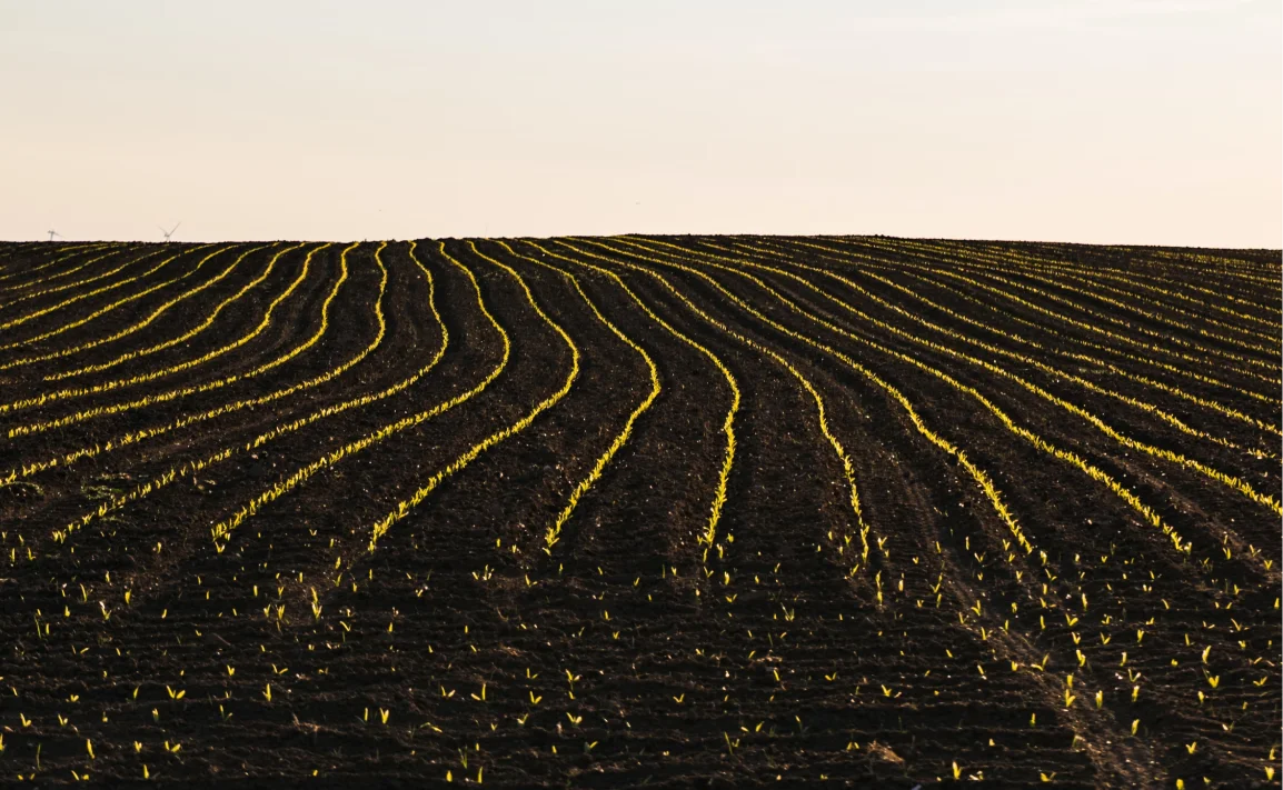 Agricultural field rows at sunset