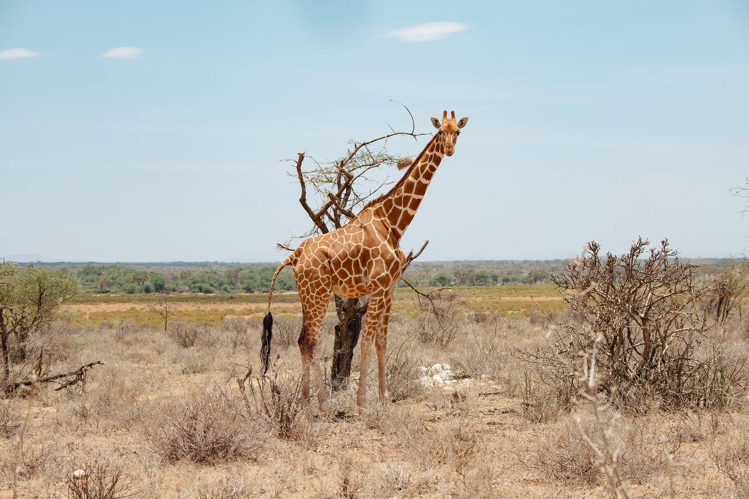 A solitary giraffe standing tall among the dry brush and acacia trees of the Kenyan wilderness.