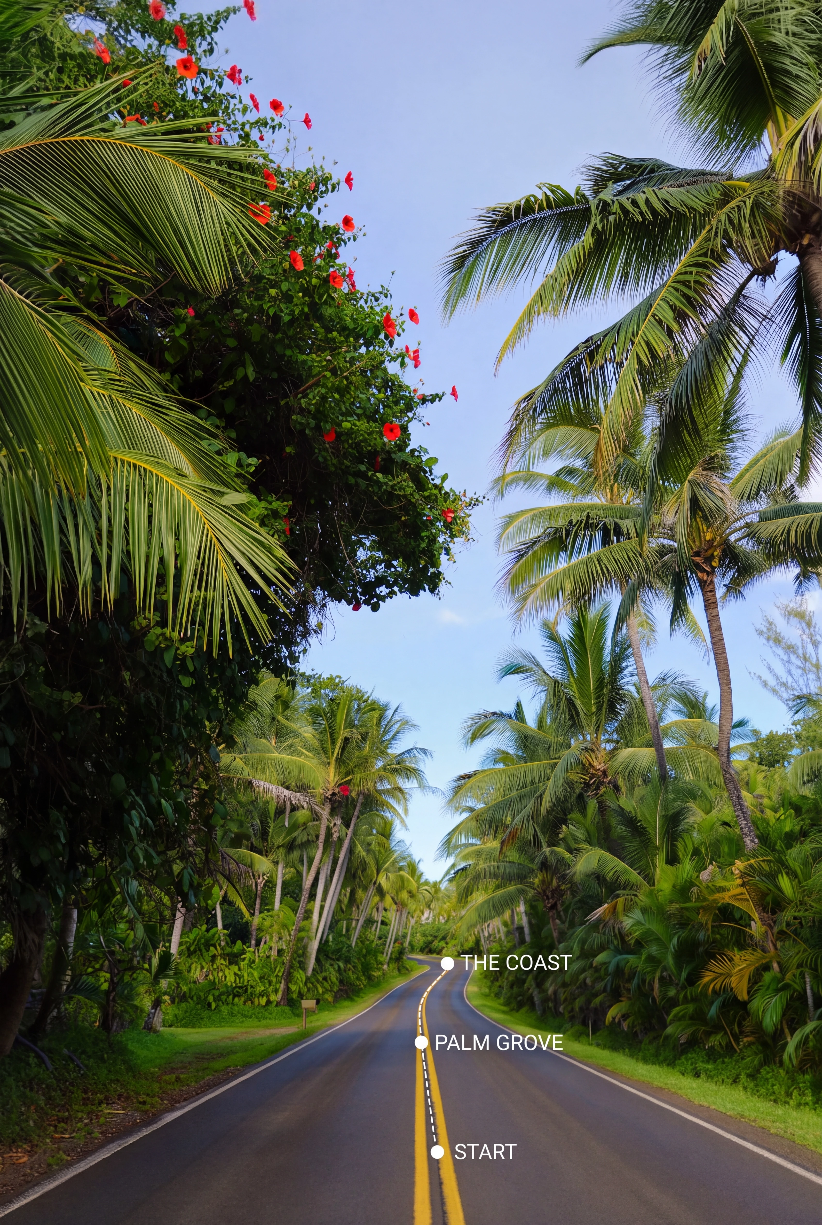 Tropical palm-lined road curving into the distance with a mapped route