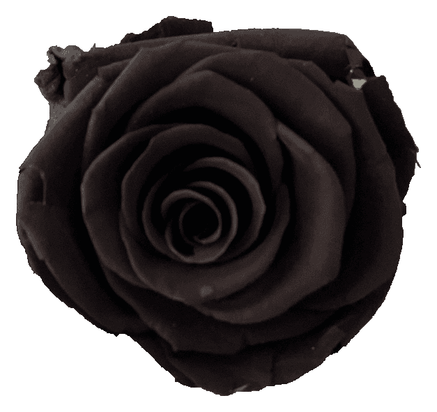 Preserved Black rose, original product color.