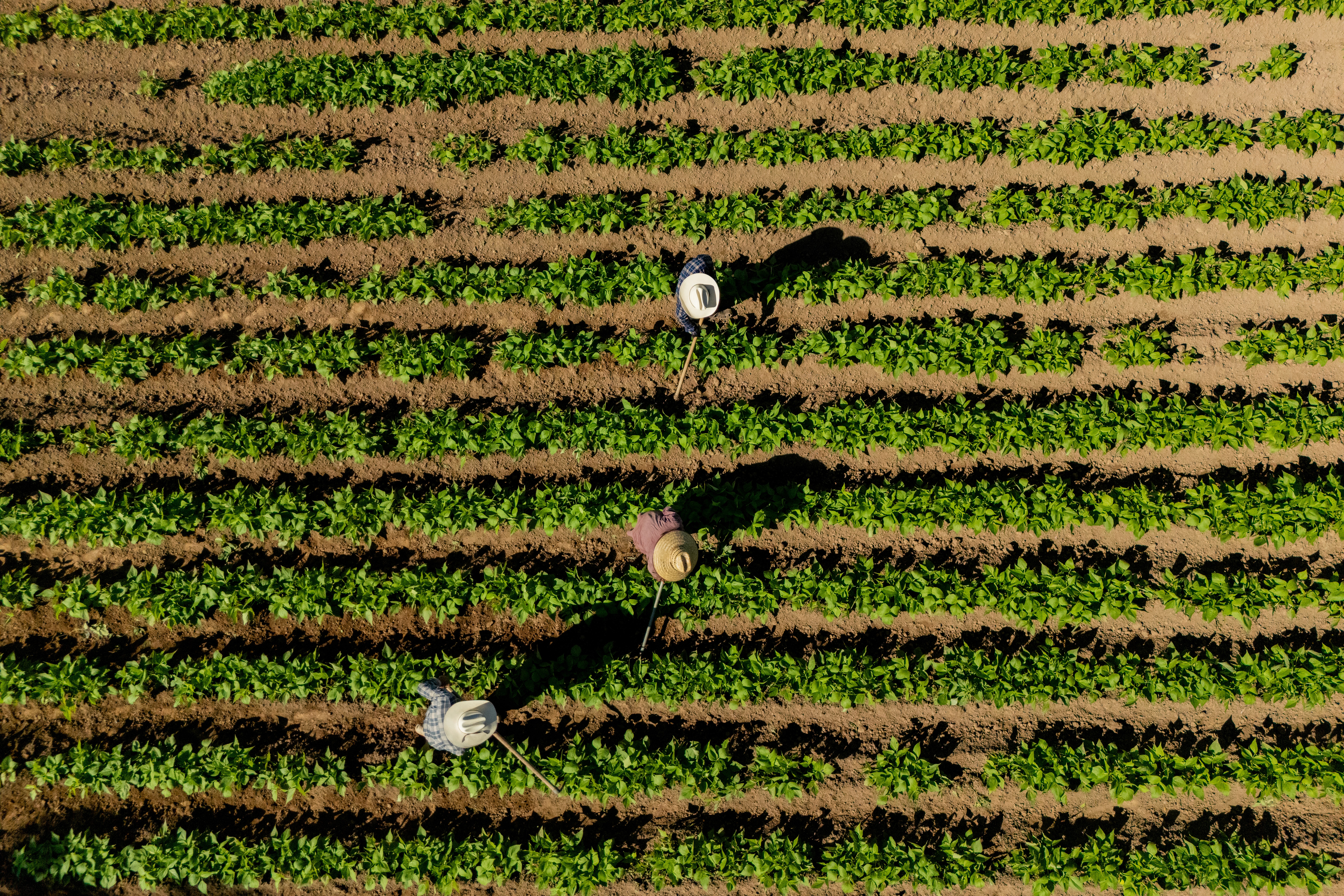 Aspect ratio controlled image