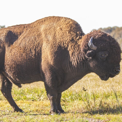 一頭野牛站在草地上，背景是遙遠的樹木和晴朗的天空。