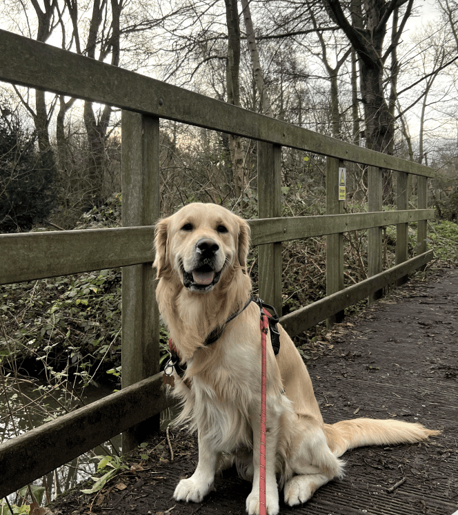 Golden Retriever Ticker 1 Image 