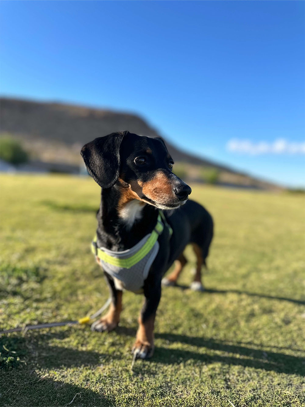 dachshund on grass