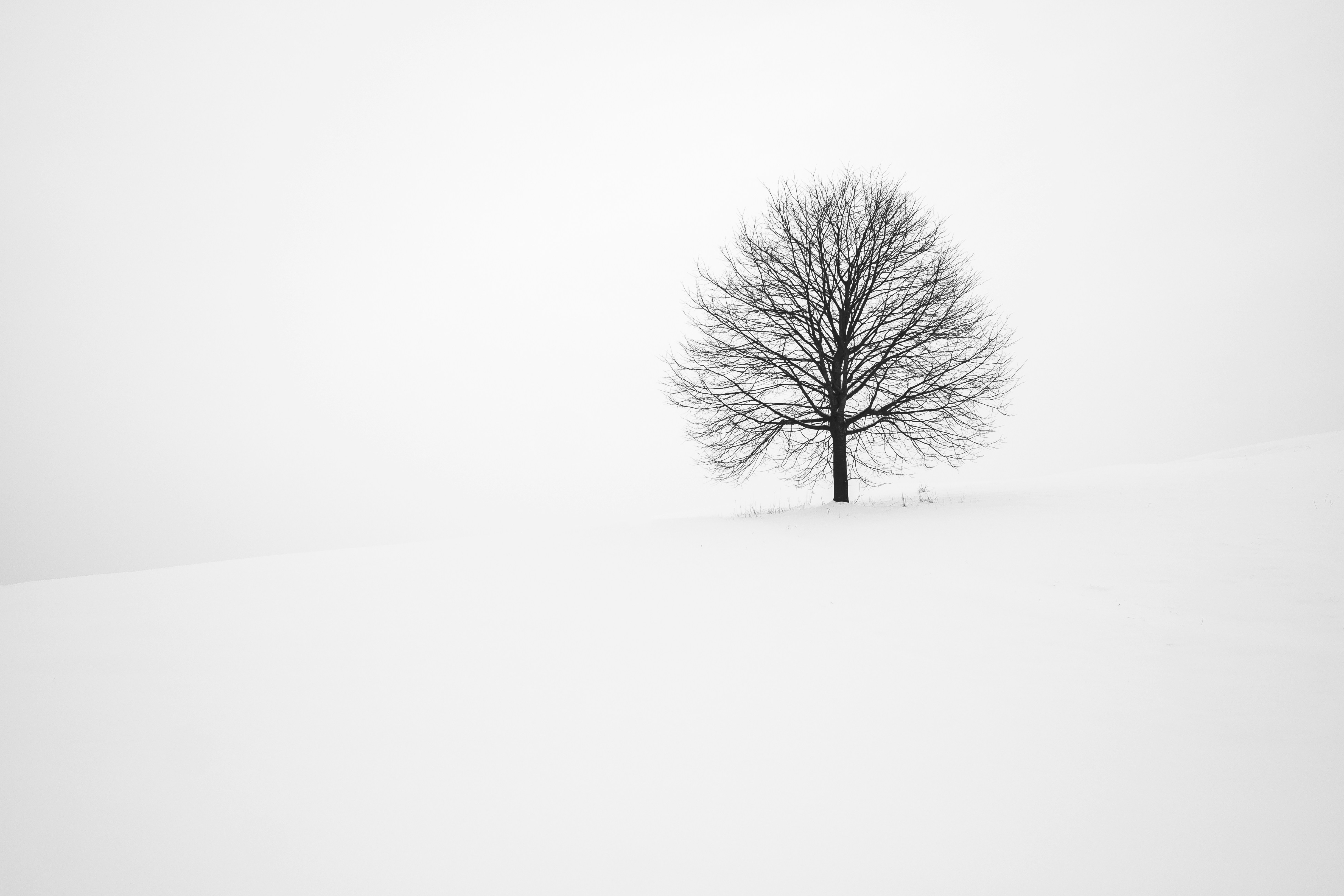 White Landscape