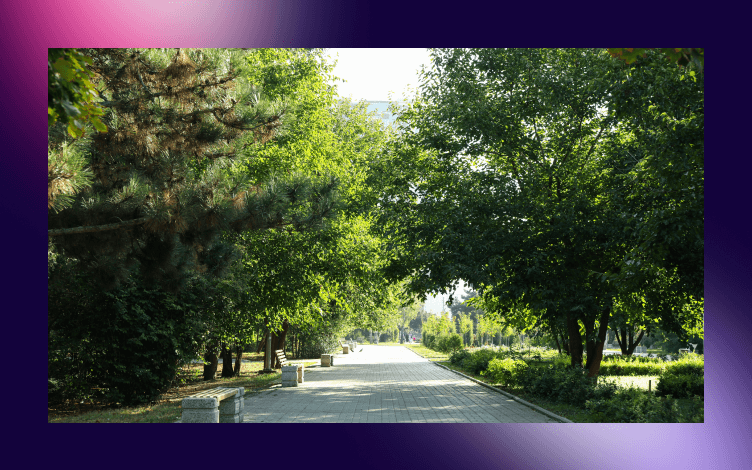 Peaceful pathway through a lush park with trees, illustrating serenity, possibly reflecting the tranquility one seeks through Sunnah and Nafil prayers.