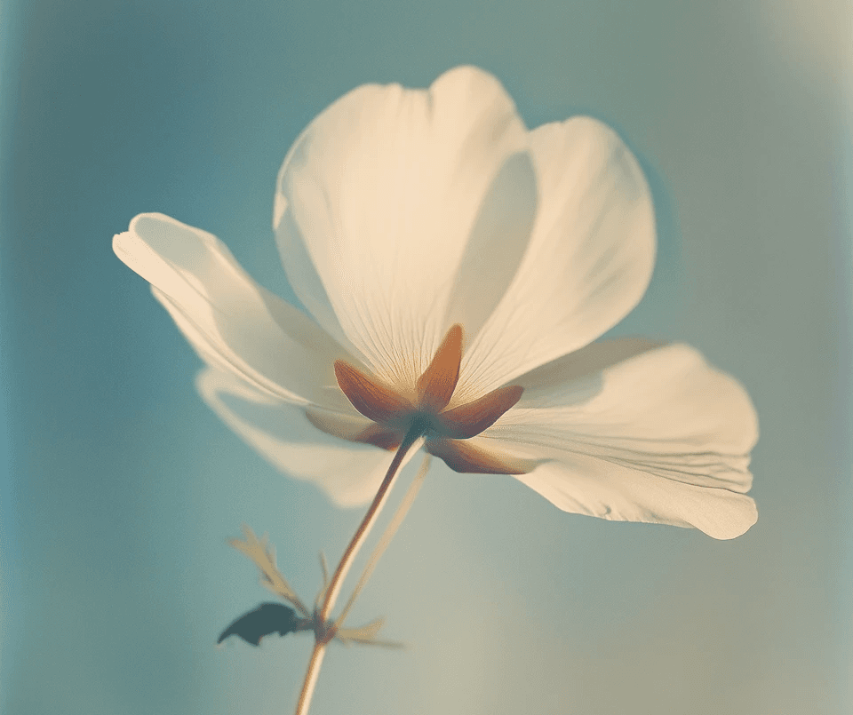 Delicate white flower