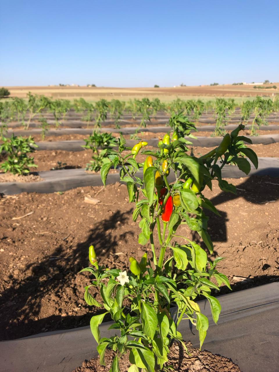 organic farming business Morocco mzab hot chili peppers