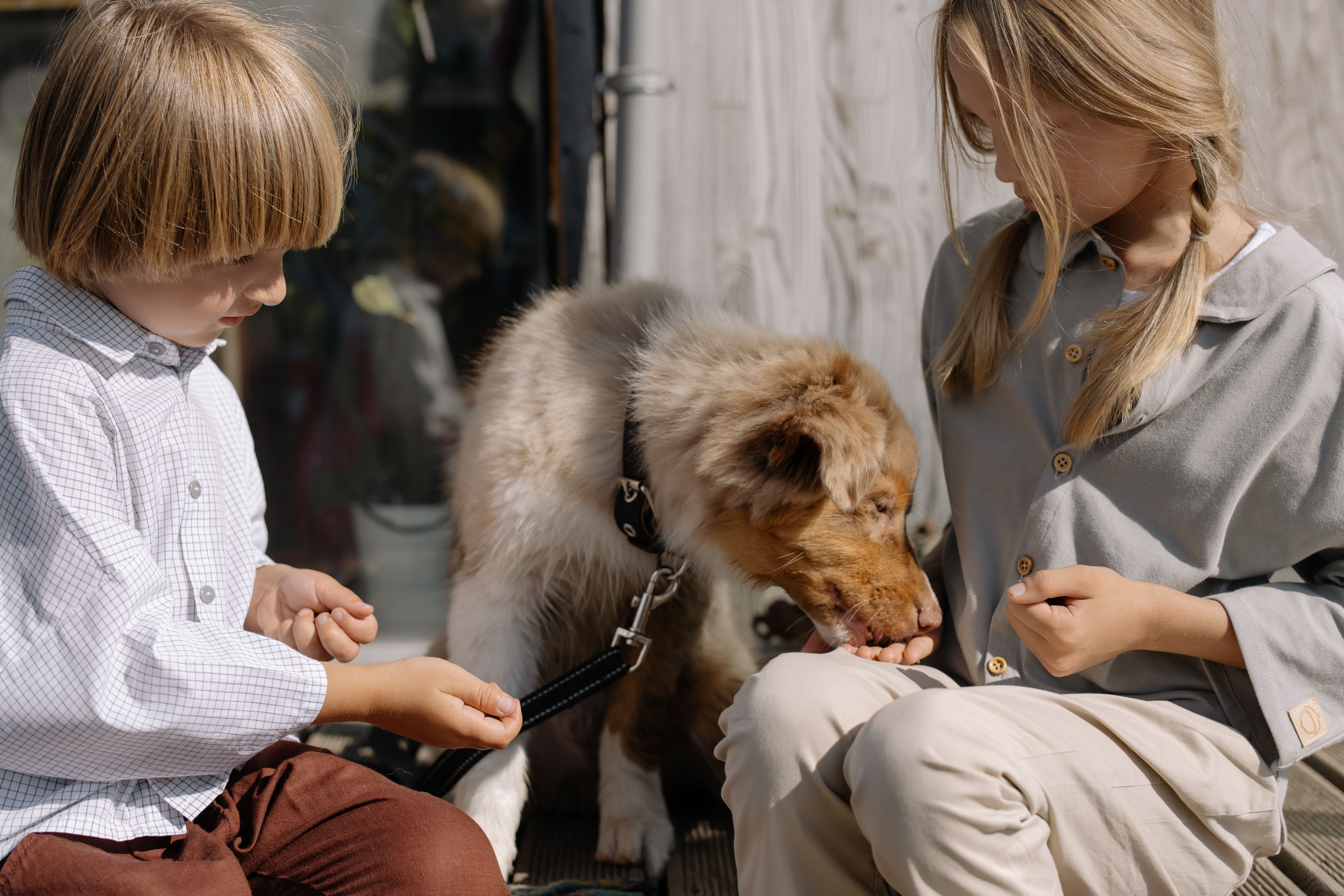 Canine Celebrities Unleashed
