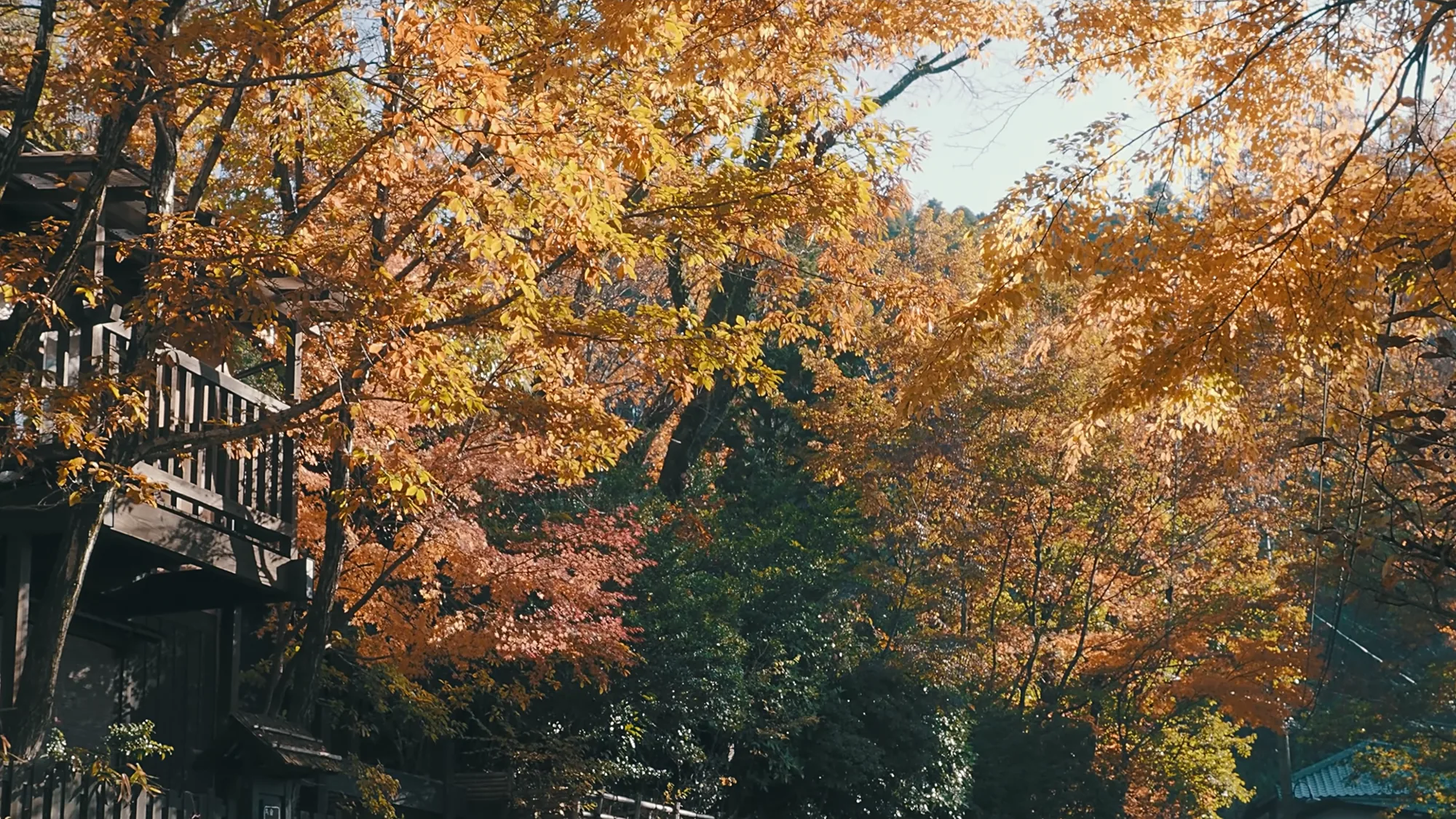 Autumn trees above a lane and an inn balcony at Kurokawa Onsen