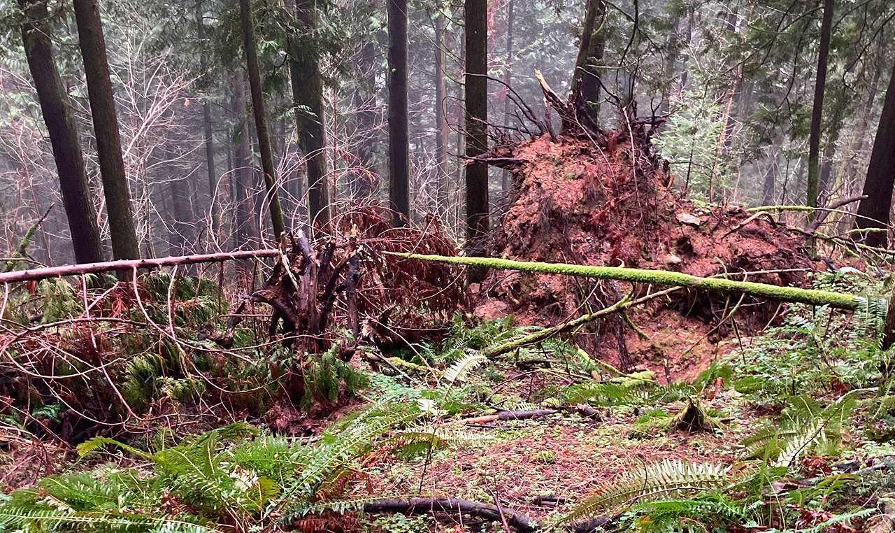 Uprooted tree root ball showing soil conditions and geohazard evidence on Chilliwack hillside property