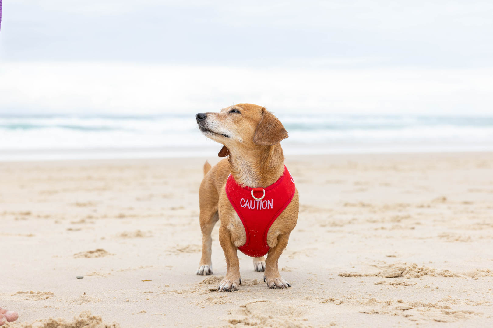 Tan dachsund cross at the beach wearing red 'Caution' harness