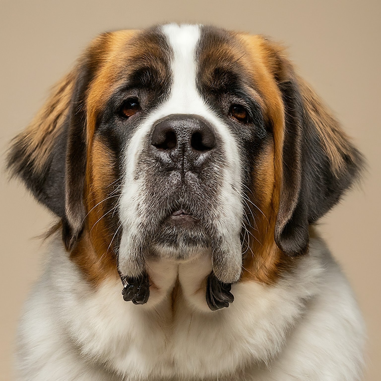 BUDDYUNO, Saint Bernard