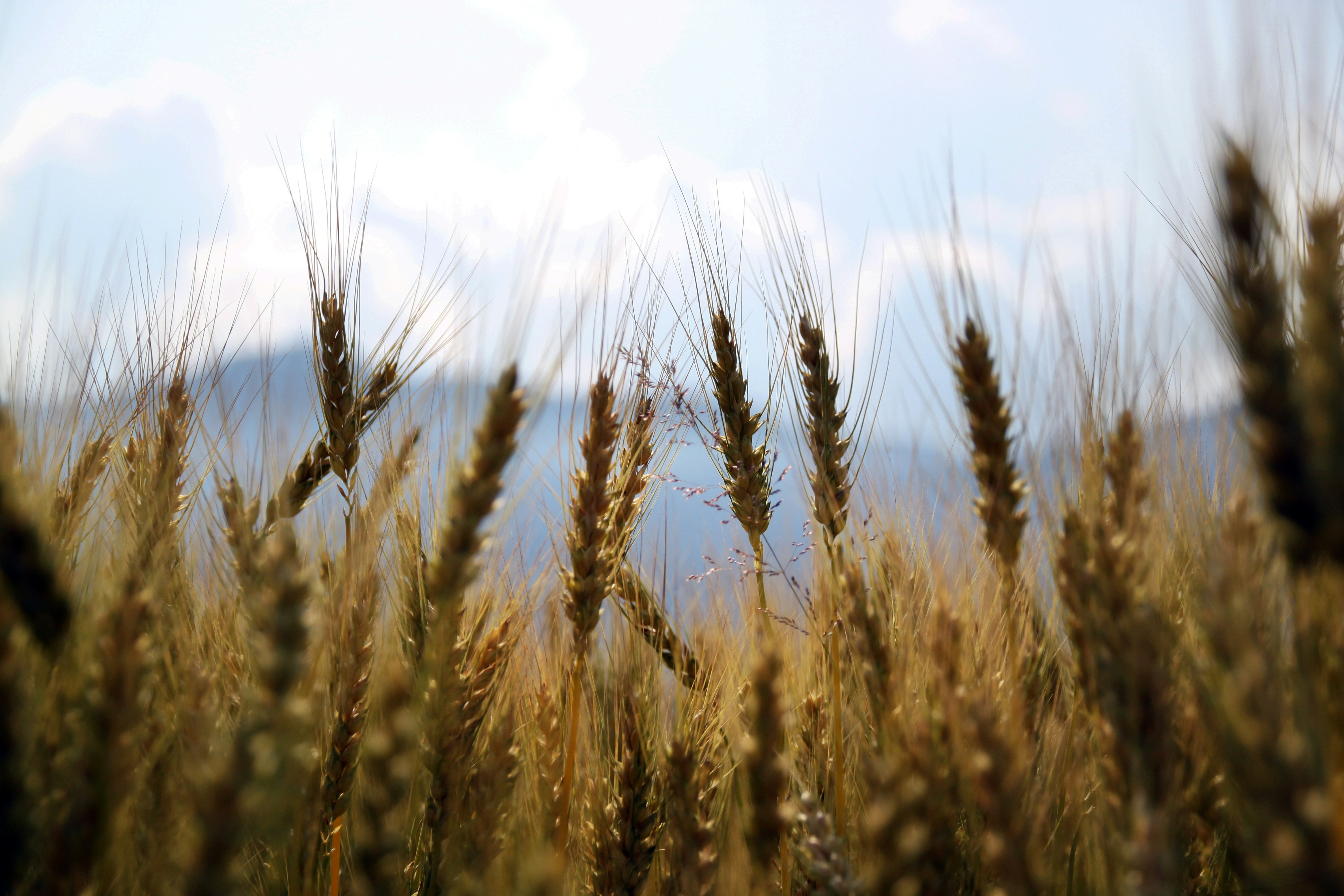 Grains in a field