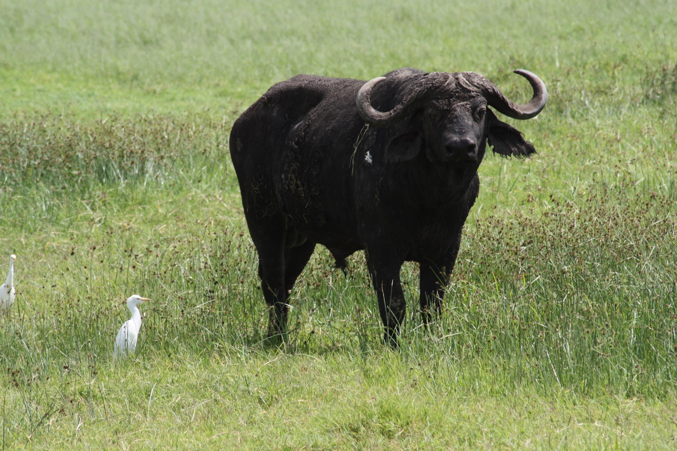 Buffalo up close in the Ngorongoro Crater