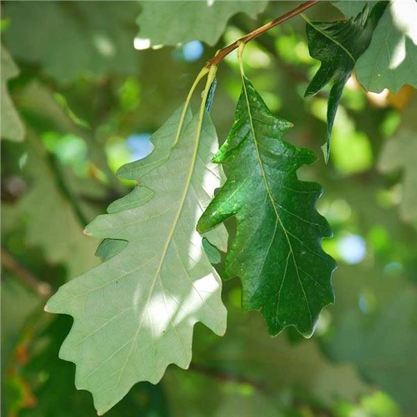 White Oak (Quercus alba)