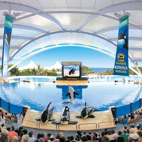 People watching an orca show at an outdoor aquarium with a large pool, under a white canopy.