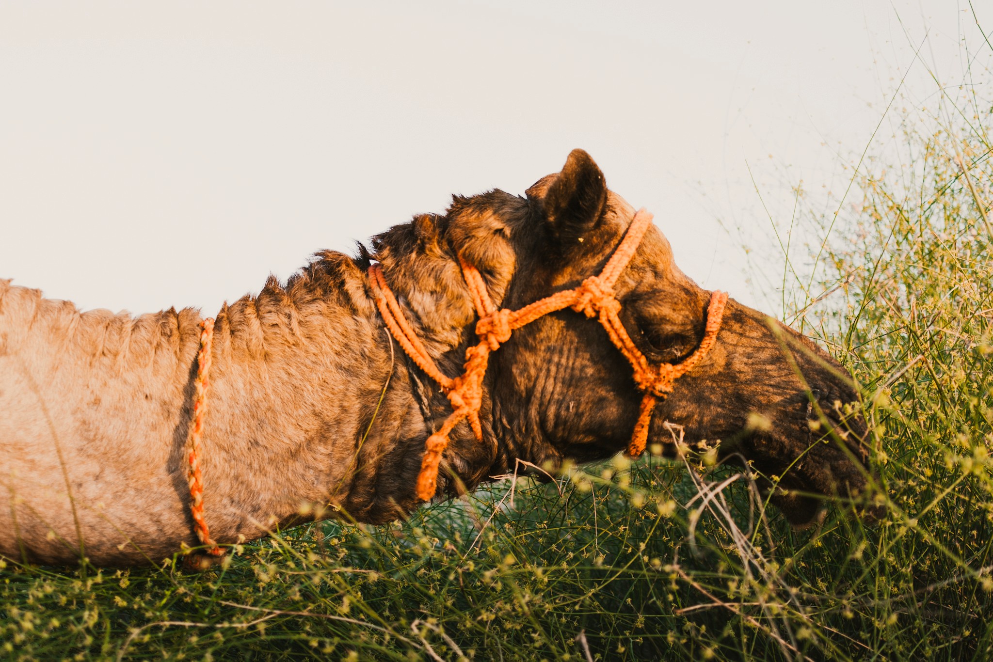 Thar desert camel eating grass