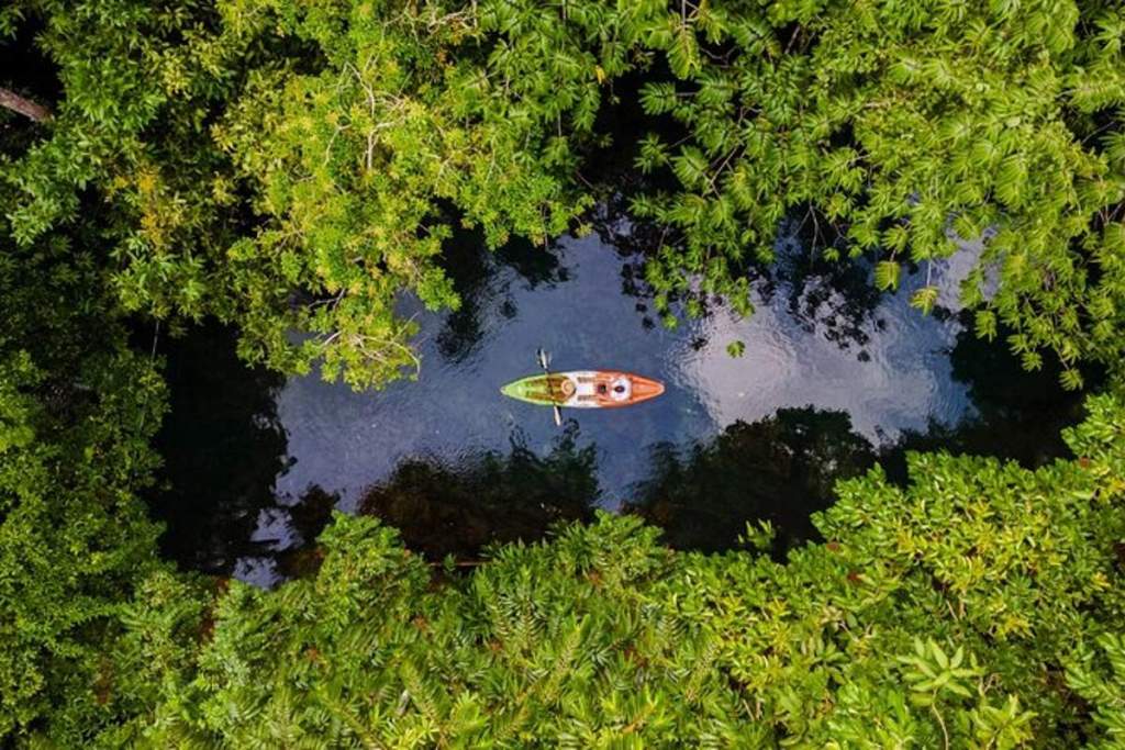 manuel antonio mangroves