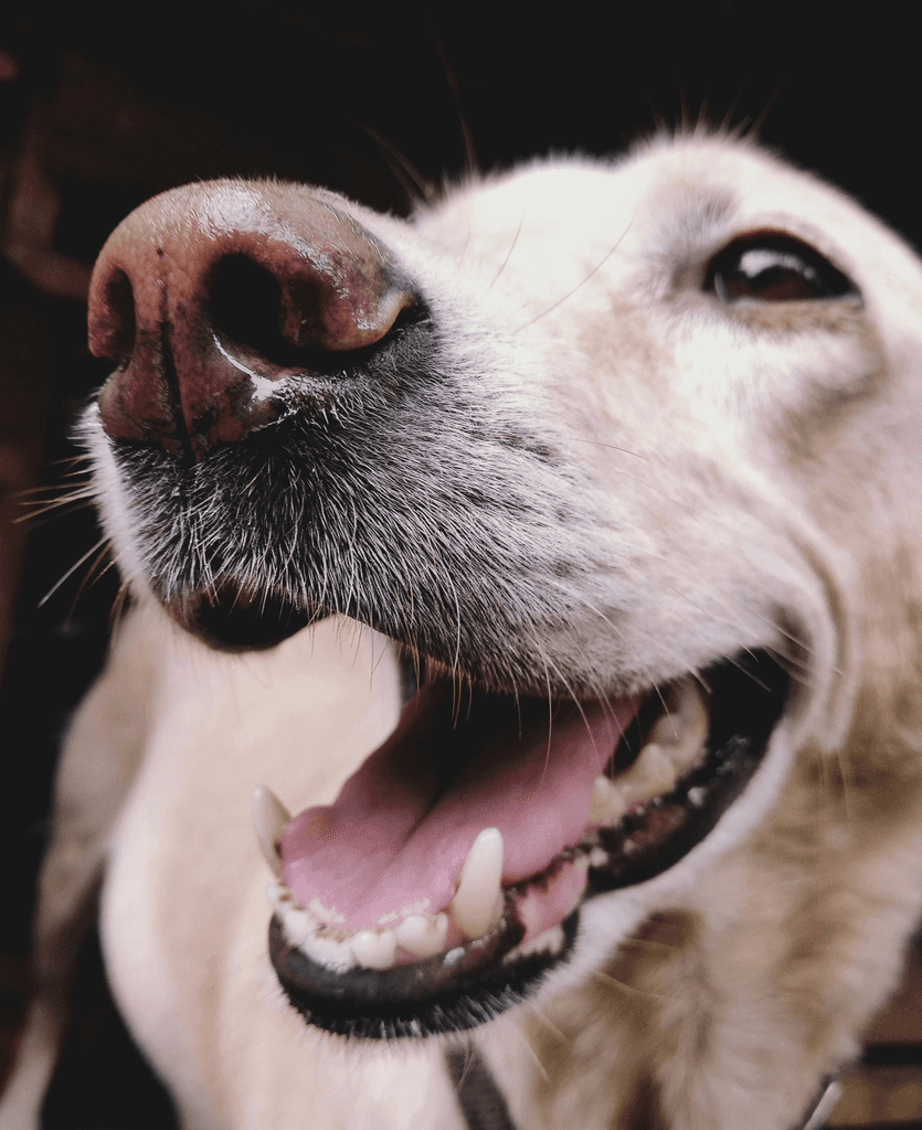 close-up of a labrador retriever's teeth