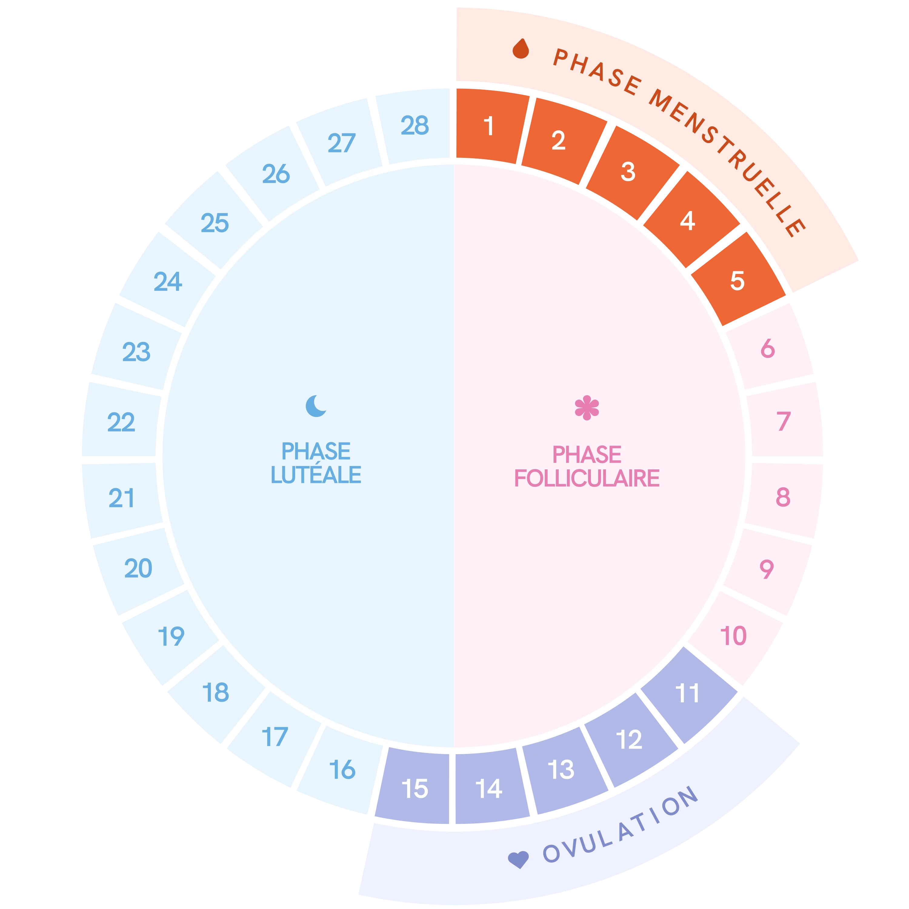 Schéma du cycle menstruel avec les différentes phases