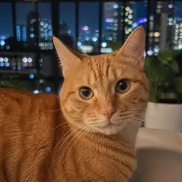Avatar de chat roux pour Seun Adeyemi, évaluateur APOB