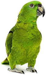 An image of a parrot.