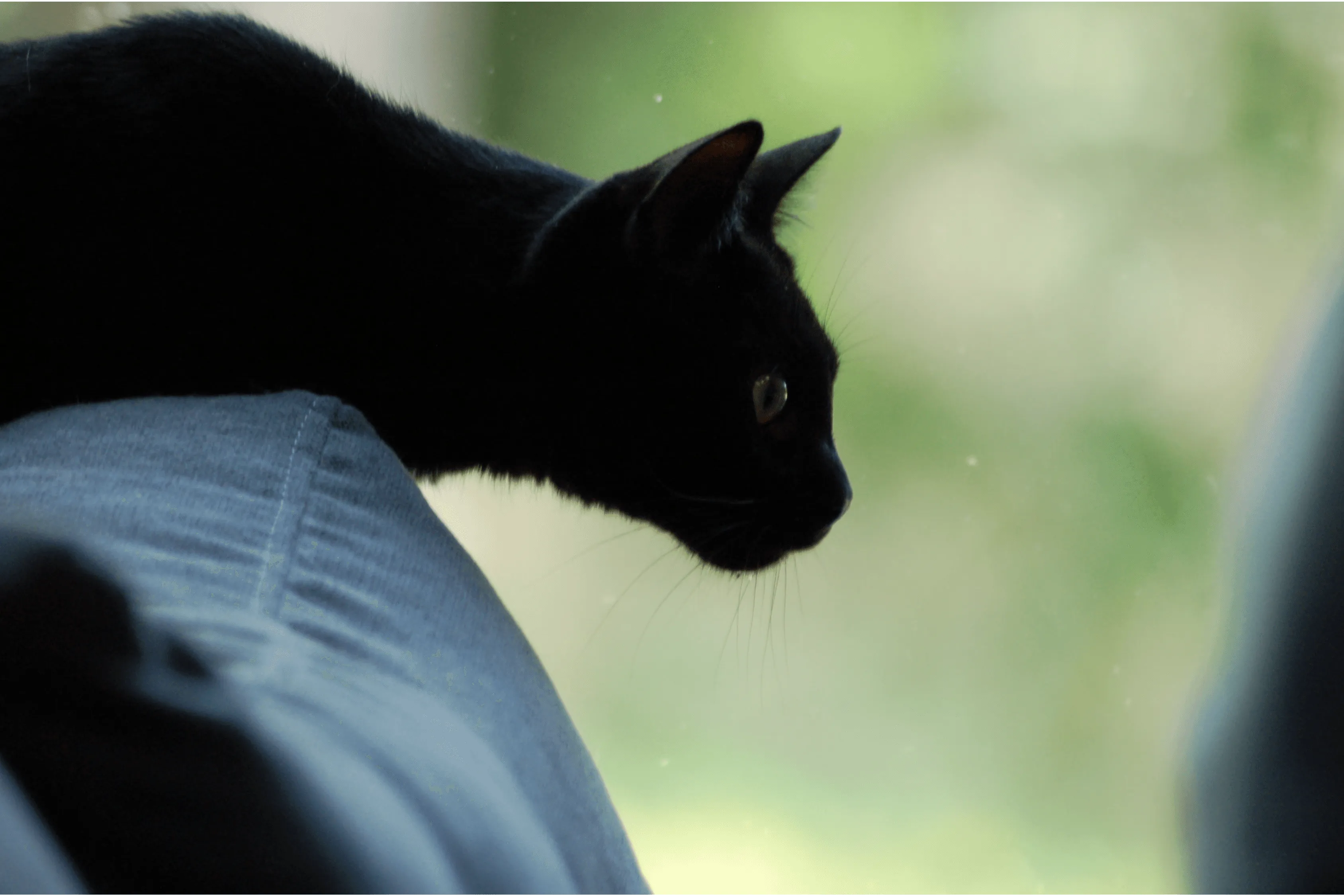 chat-noir-gros-plan